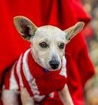 Enlarge Toffee D5712, a Adoptable mixed breed in Fremont, CA image 2/2