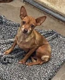 Chisato, ADOPTABLE, Young Female Chihuahua.