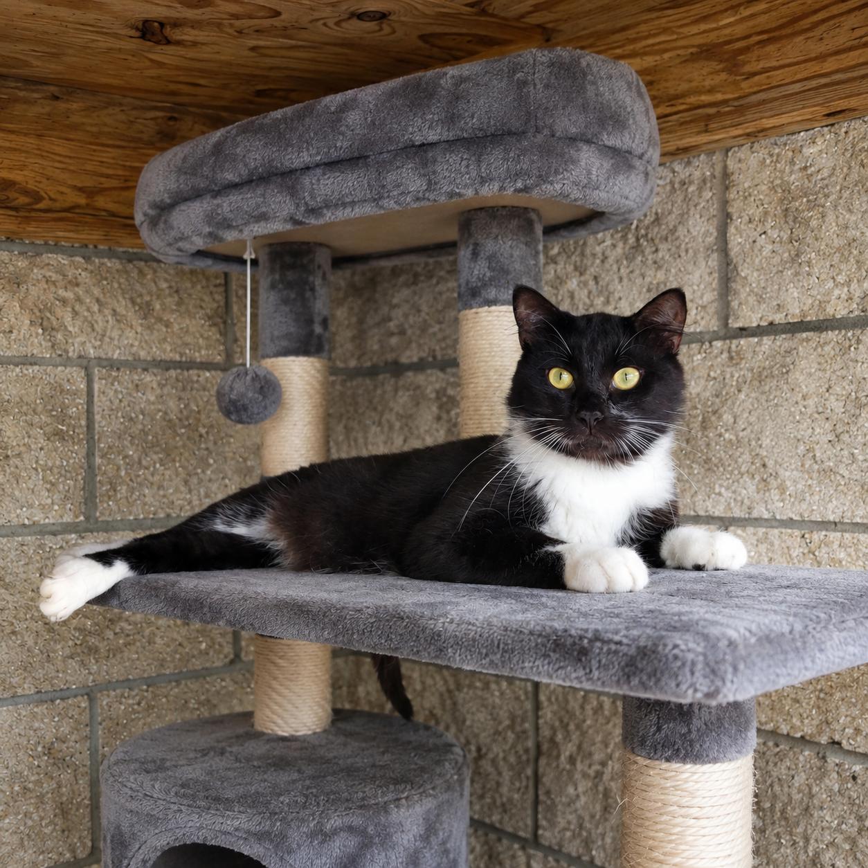 Pecan, ADOPTABLE, Adult Male Tuxedo.