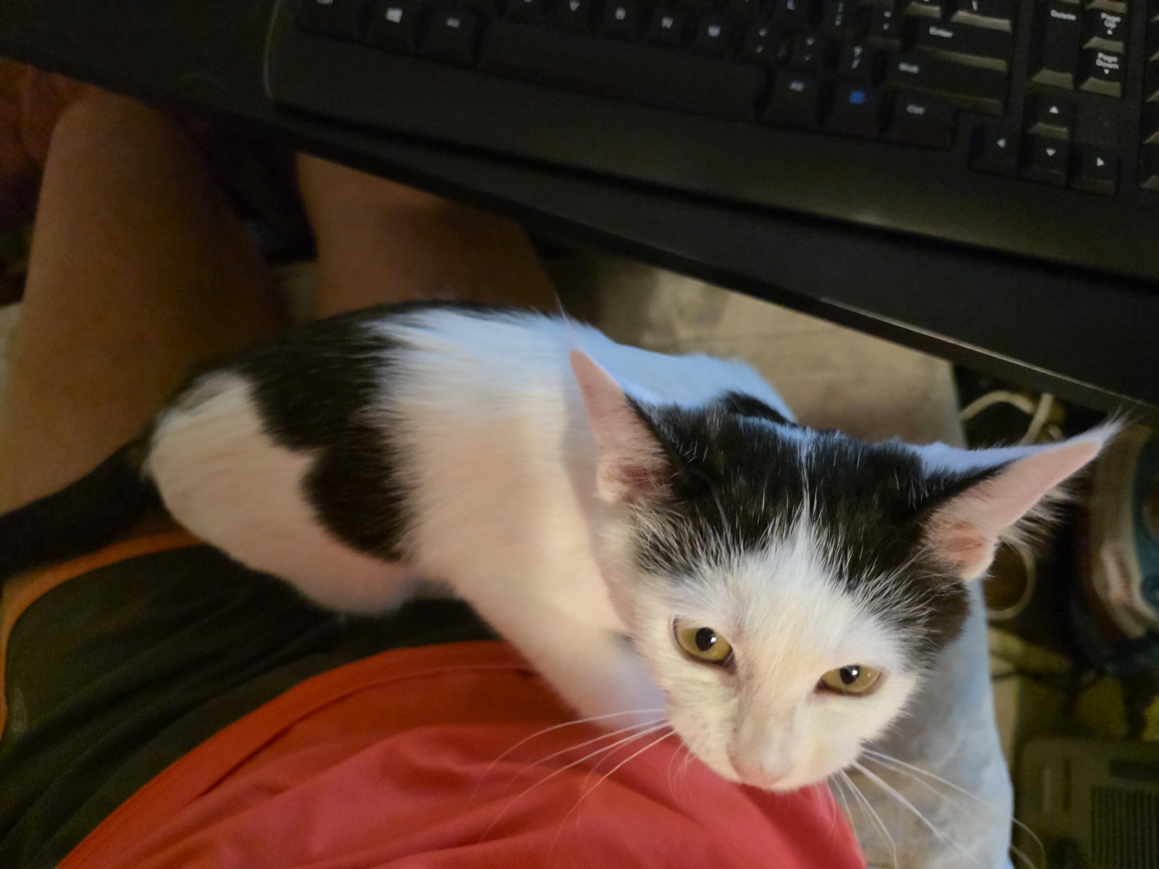 Ace, a Adopted mixed breed in OLD HICKORY, TN image 3/5