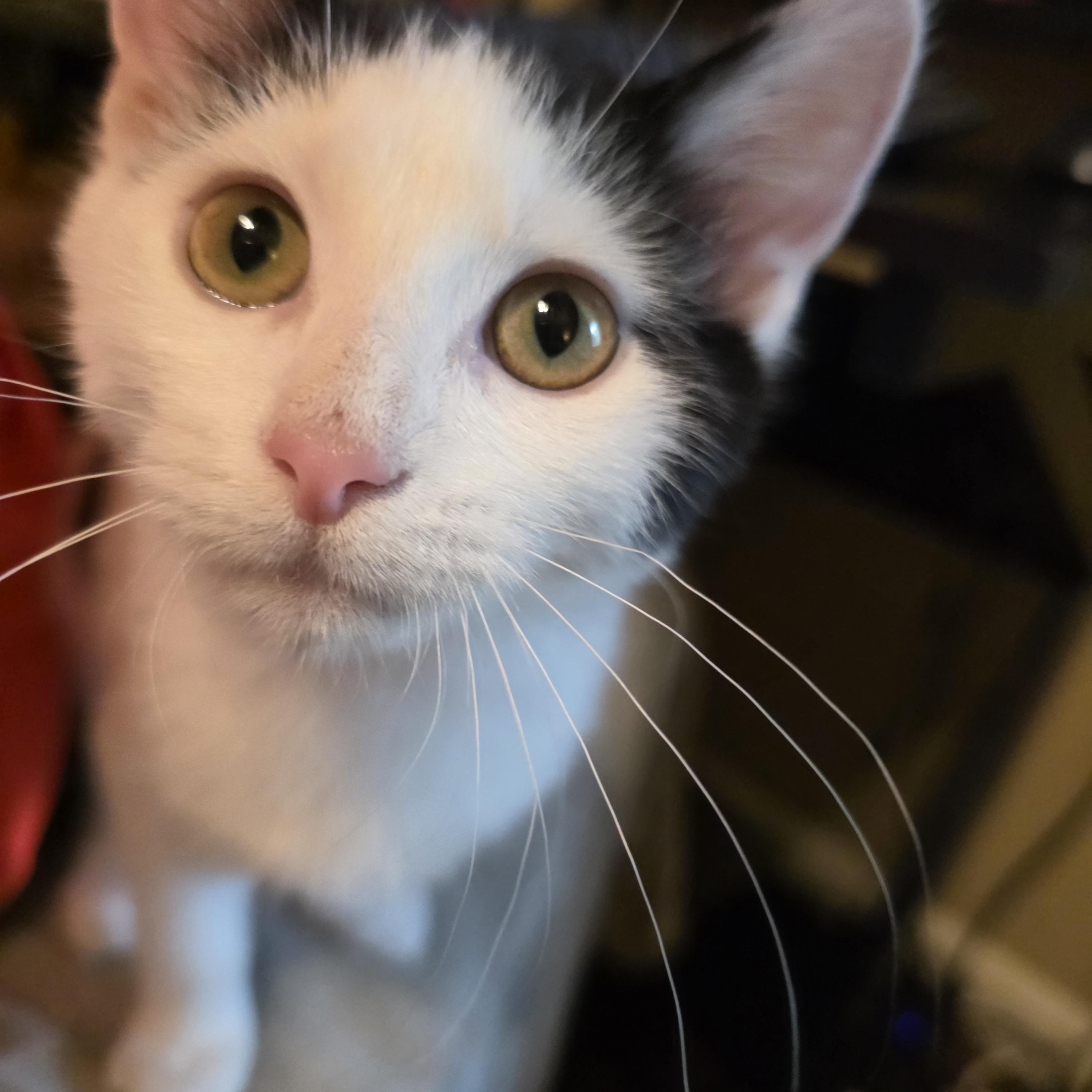 Ace, Adopted, Kitten Female American Shorthair.