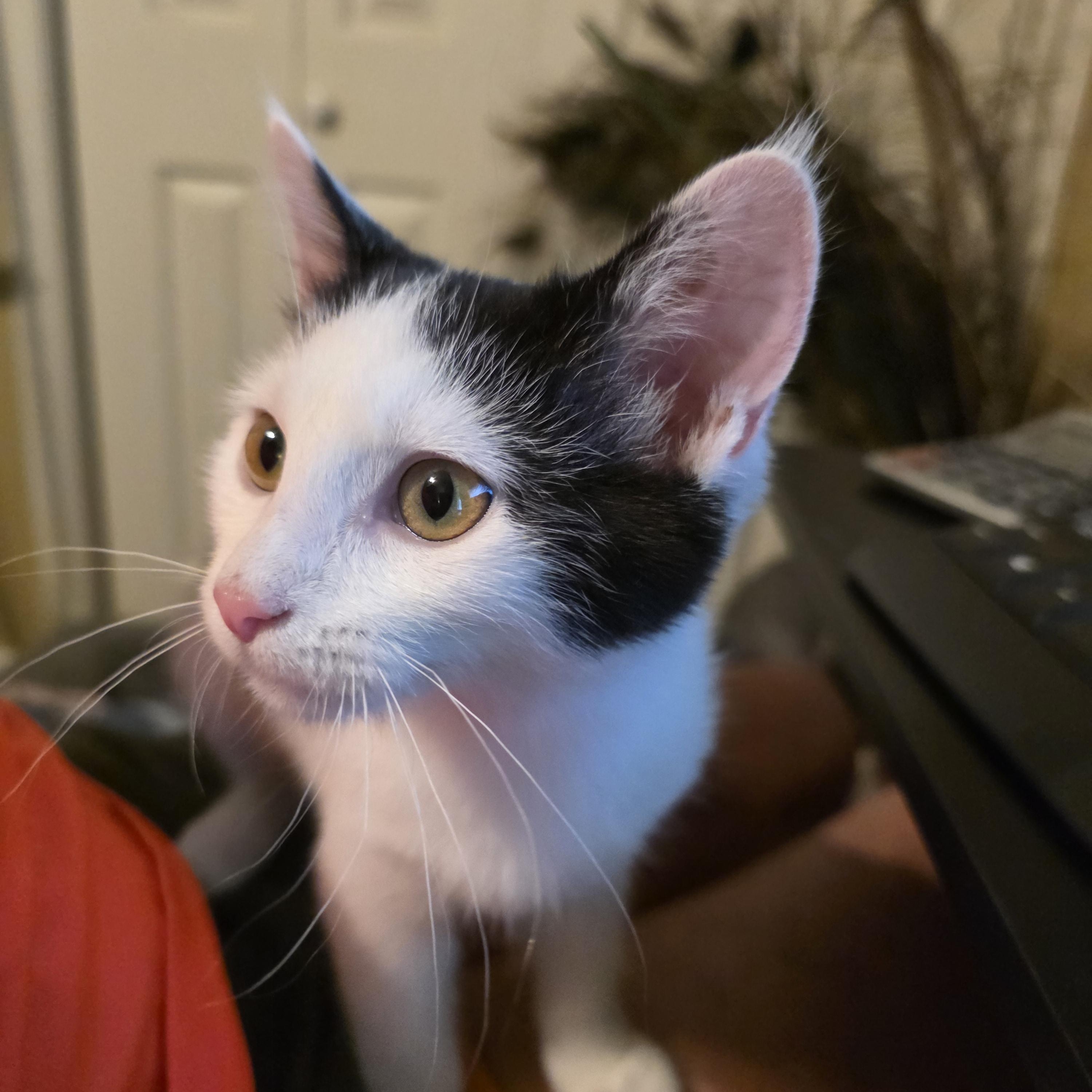 Ace, a Adopted mixed breed in OLD HICKORY, TN image 2/5