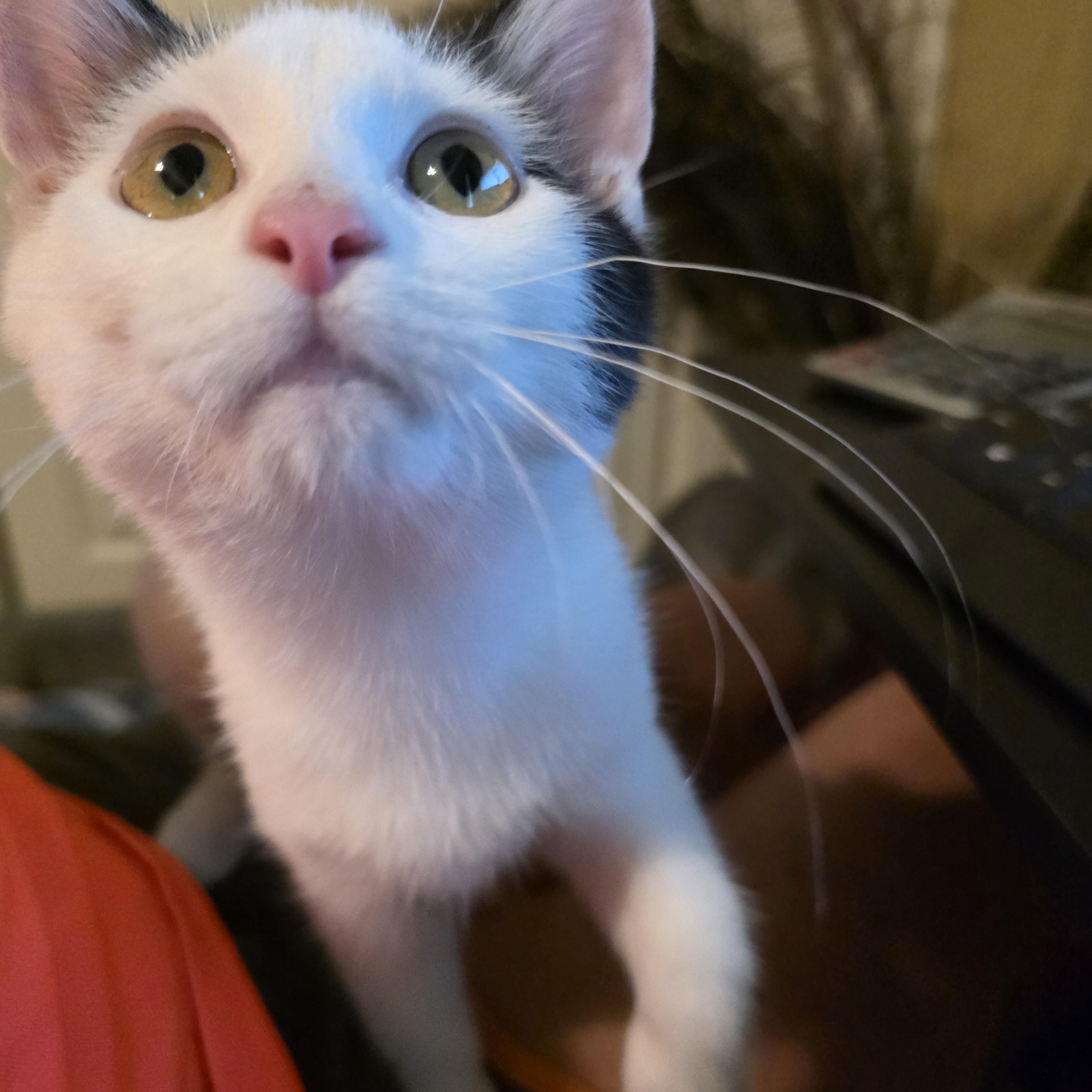 Ace, a Adopted mixed breed in OLD HICKORY, TN image 5/5