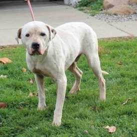 Frosty (6026), a ADOPTABLE mixed breed in Heath, OH image 1/2