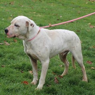 Frosty (6026), a ADOPTABLE mixed breed in Heath, OH image 2/2
