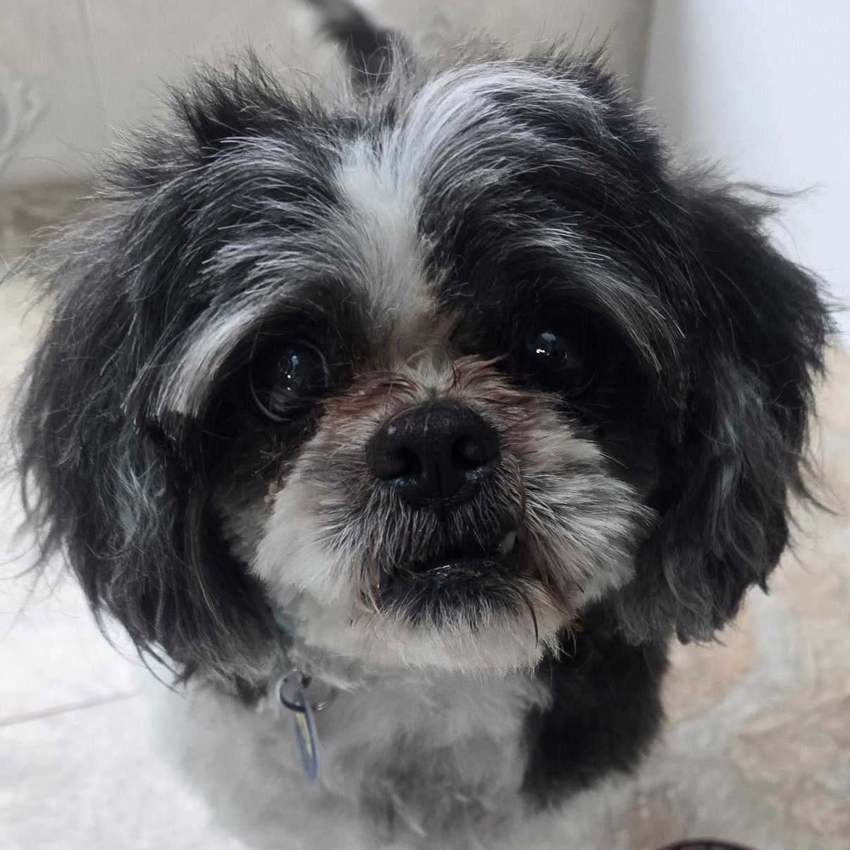 Waves, adoptable, Adult Male Mixed Breed & Shih Tzu.