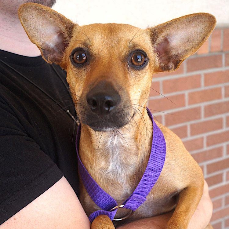 Zara, ADOPTABLE, Adult Female Chihuahua.