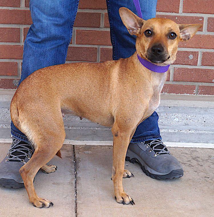 Zara, a ADOPTABLE mixed breed in Carrollton, TX image 3/3