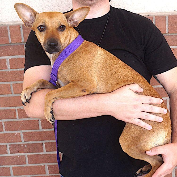 Zara, a ADOPTABLE mixed breed in Carrollton, TX image 2/3