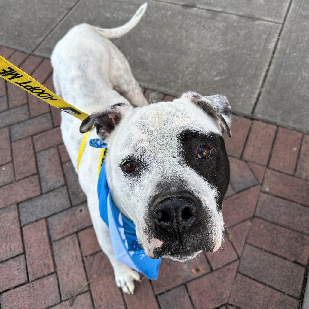 Ben & Jerry's 9440, Adoptable, Adult Male Mixed Breed.