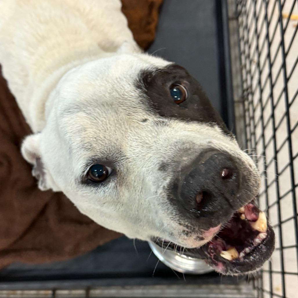 Enlarge Ben & Jerry's 9440, a Adoptable Mixed Breed in Columbus, GA image 1/6