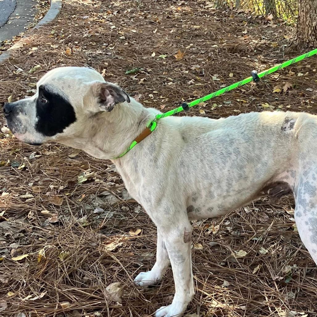 Enlarge Ben & Jerry's 9440, a Adoptable Mixed Breed in Columbus, GA image 2/6