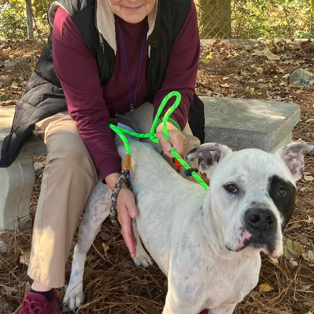 Enlarge Ben & Jerry's 9440, a Adoptable Mixed Breed in Columbus, GA image 3/6