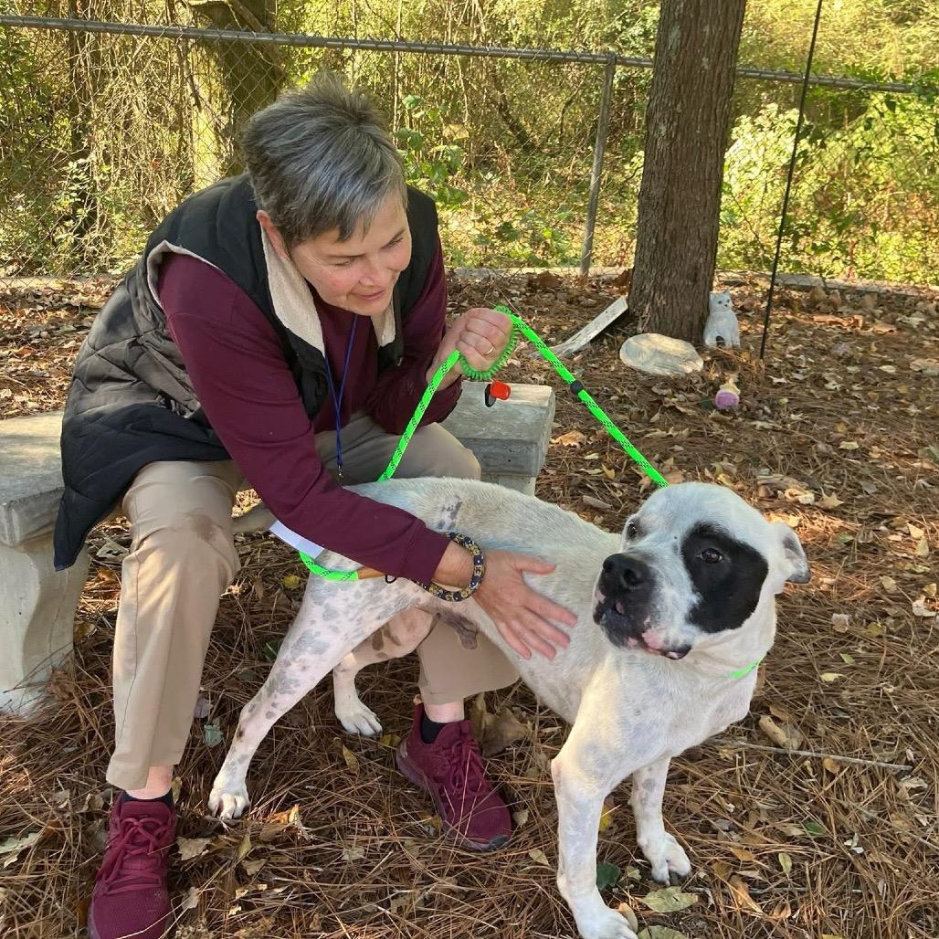 Enlarge Ben & Jerry's 9440, a Adoptable Mixed Breed in Columbus, GA image 5/6