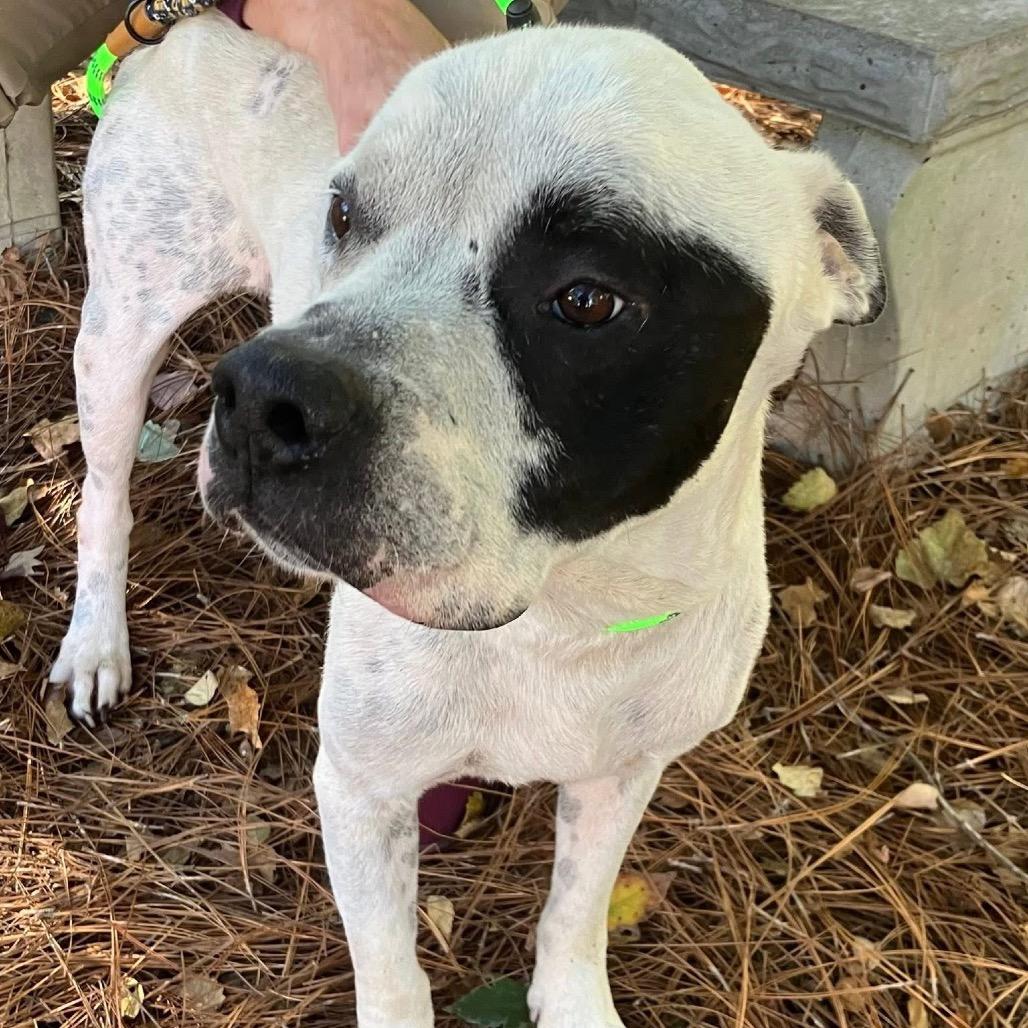 Enlarge Ben & Jerry's 9440, a Adoptable Mixed Breed in Columbus, GA image 6/6