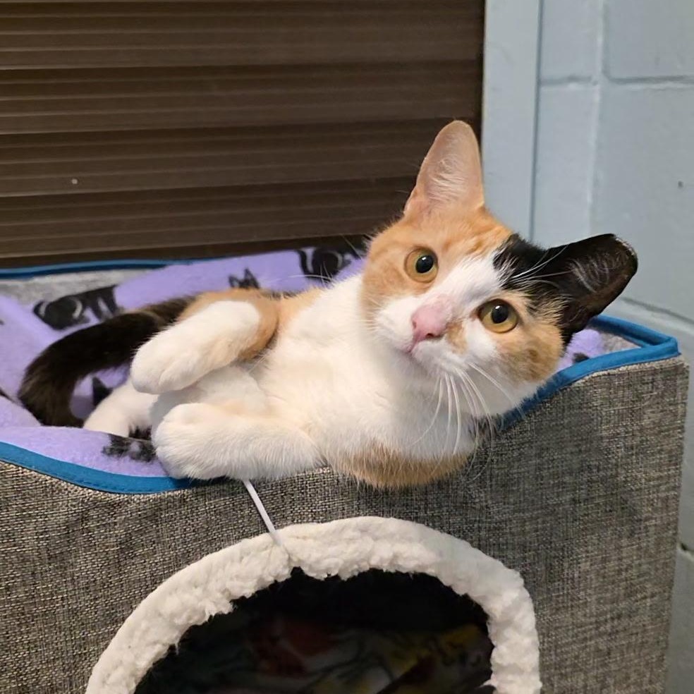 Nadia, ADOPTABLE, Young Female Domestic Short Hair.