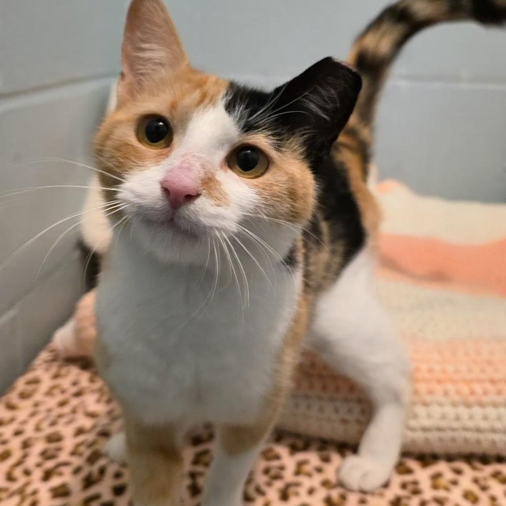 Enlarge Nadia, a ADOPTABLE mixed breed in Smithtown, NY image 3/3