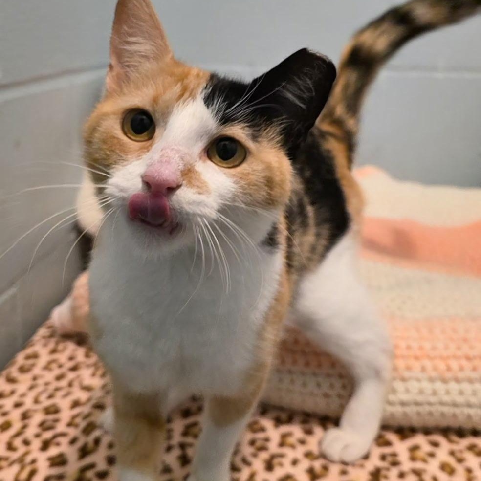 Enlarge Nadia, a ADOPTABLE mixed breed in Smithtown, NY image 2/3