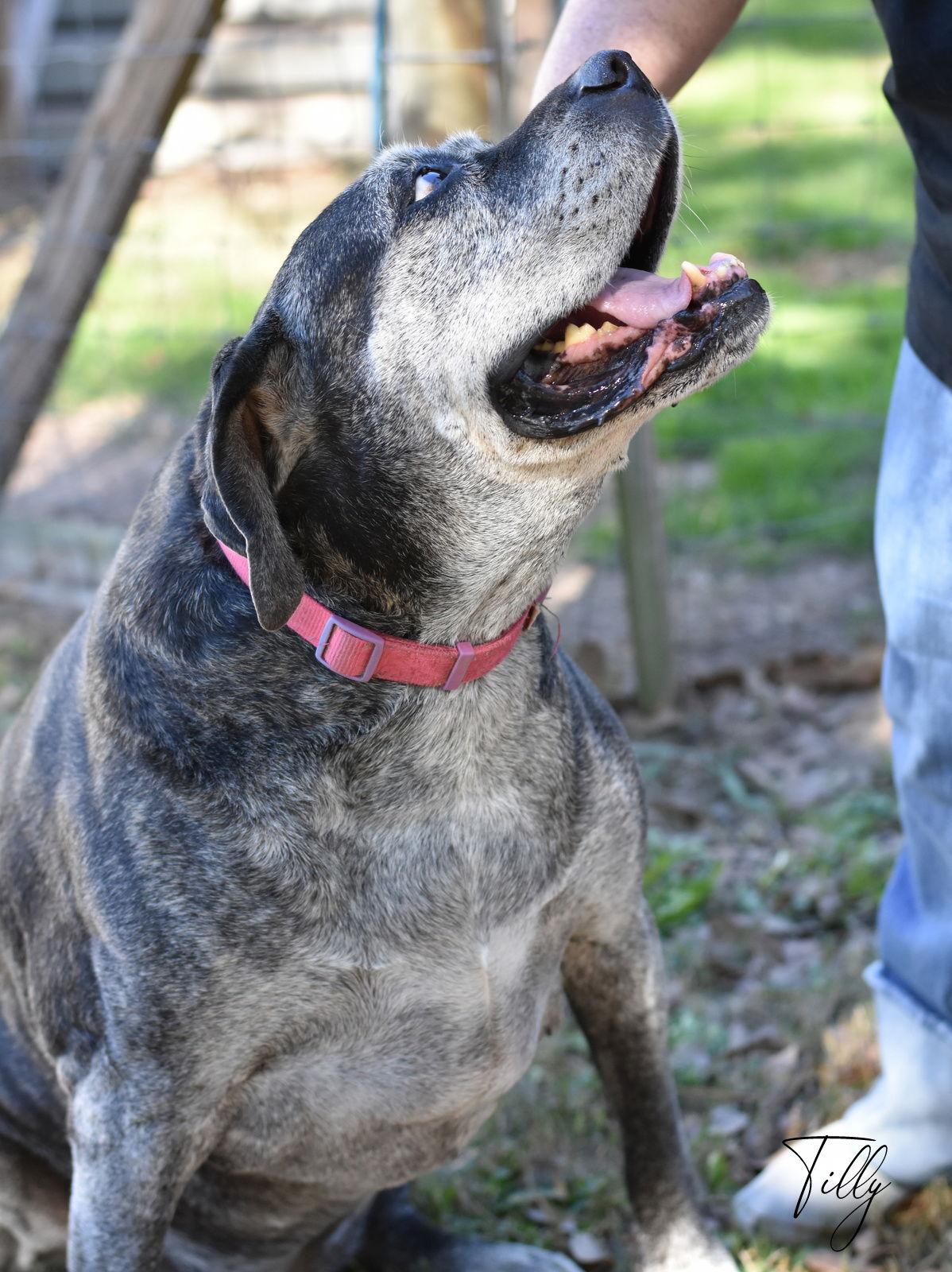 Enlarge Tilly, a Adoptable Bullmastiff in Montgomery, TX image 1/3