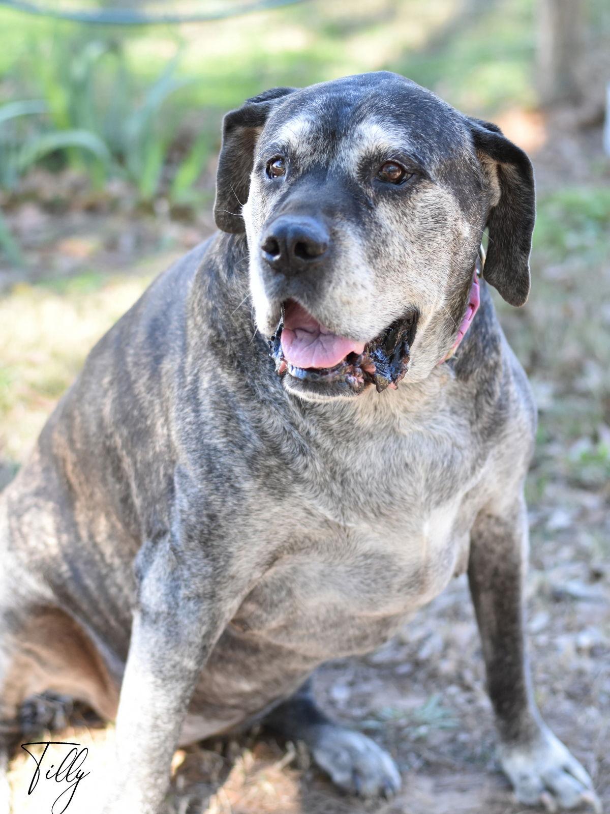 Enlarge Tilly, a Adoptable Bullmastiff in Montgomery, TX image 2/3