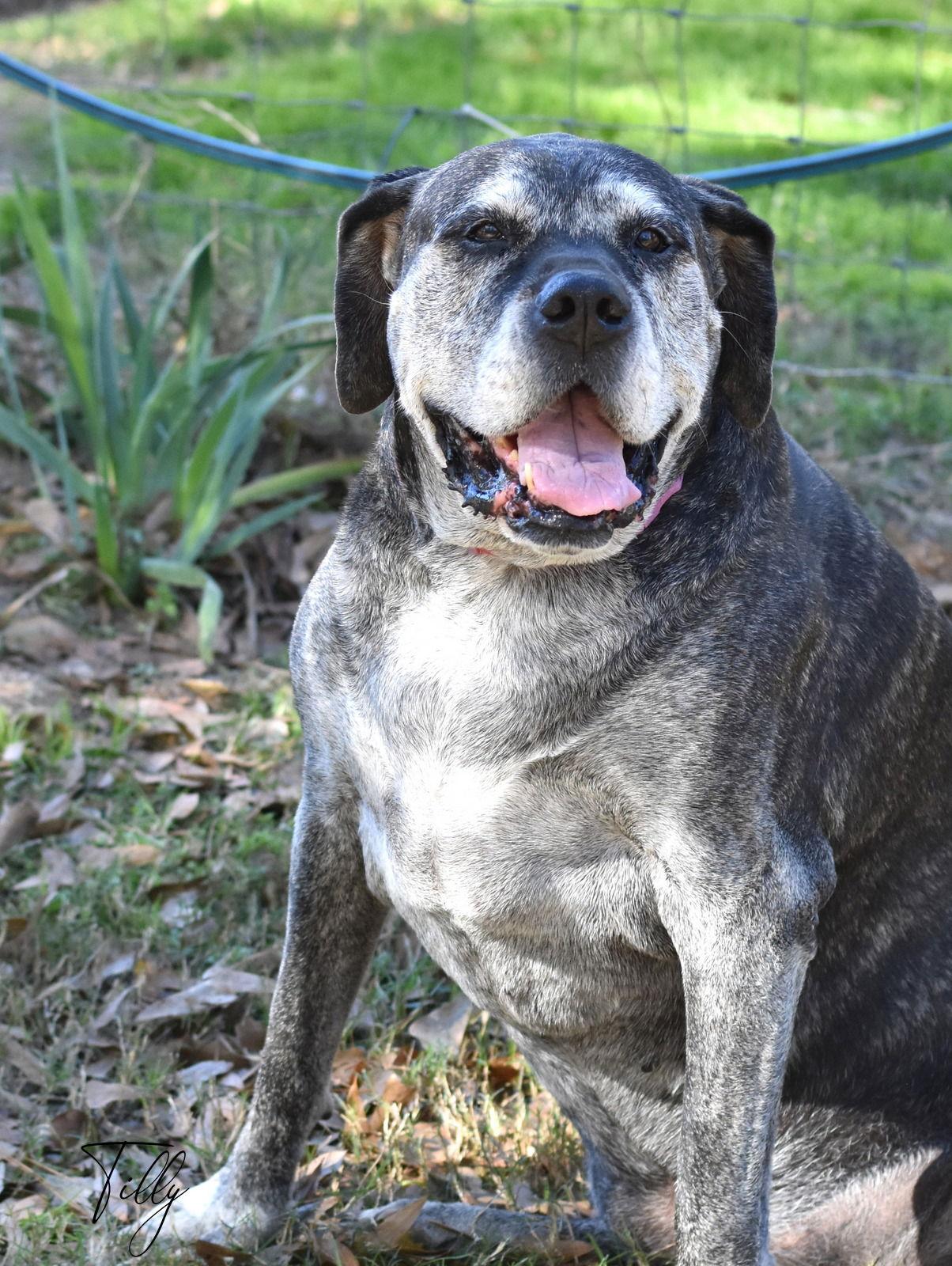 Enlarge Tilly, a Adoptable Bullmastiff in Montgomery, TX image 3/3