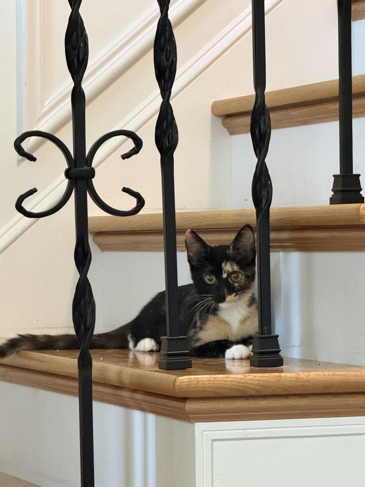 Azeka, Adoptable, Kitten Female Domestic Short Hair.