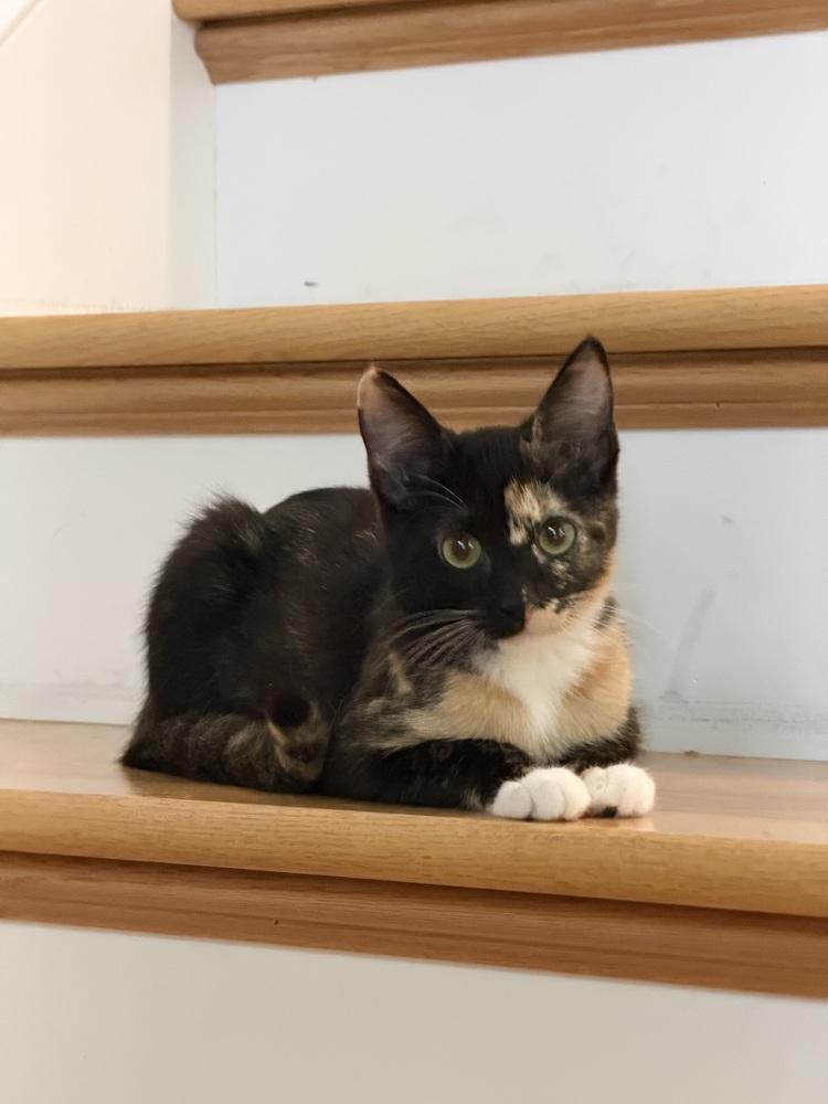 Enlarge Azeka, a Adoptable Domestic Short Hair in Cary, NC image 2/4