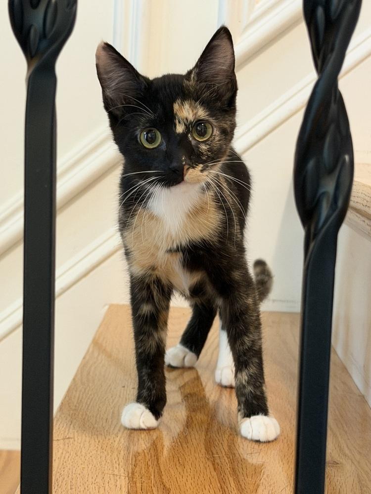 Enlarge Azeka, a Adoptable Domestic Short Hair in Cary, NC image 3/4