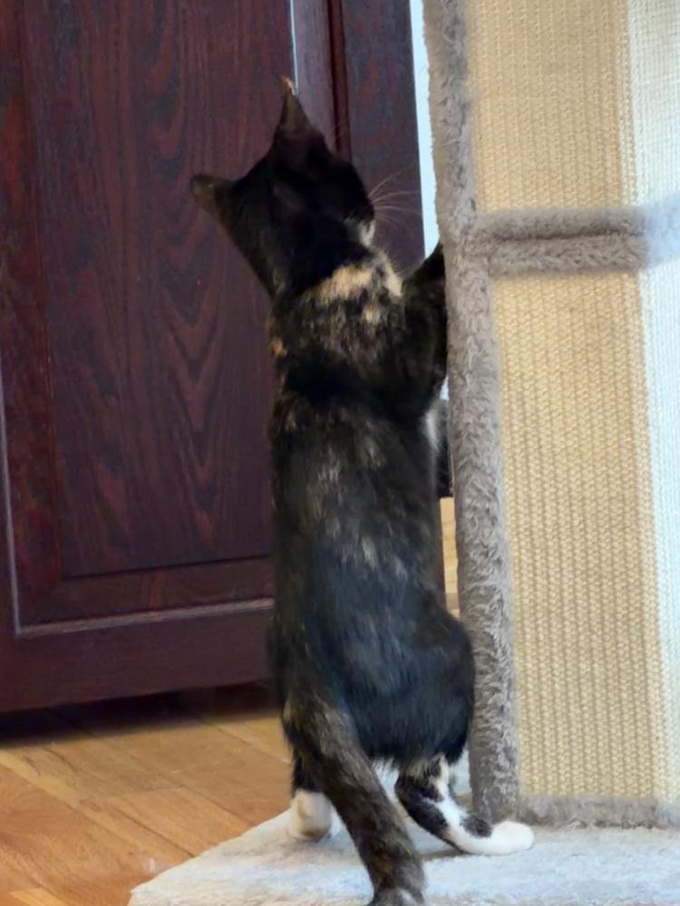 Enlarge Azeka, a Adoptable Domestic Short Hair in Cary, NC image 4/4