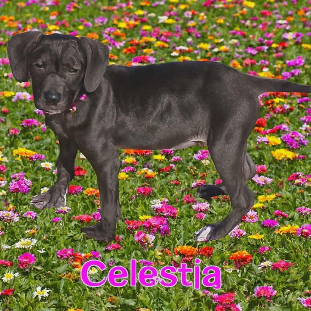 Celestia, adoptable, Puppy Female Labrador Retriever.