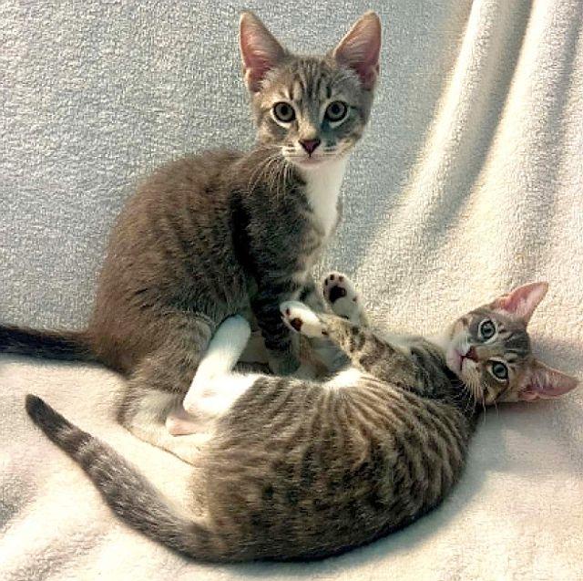 SASHA, a Adoptable Domestic Short Hair in Powder Springs, GA image 3/3