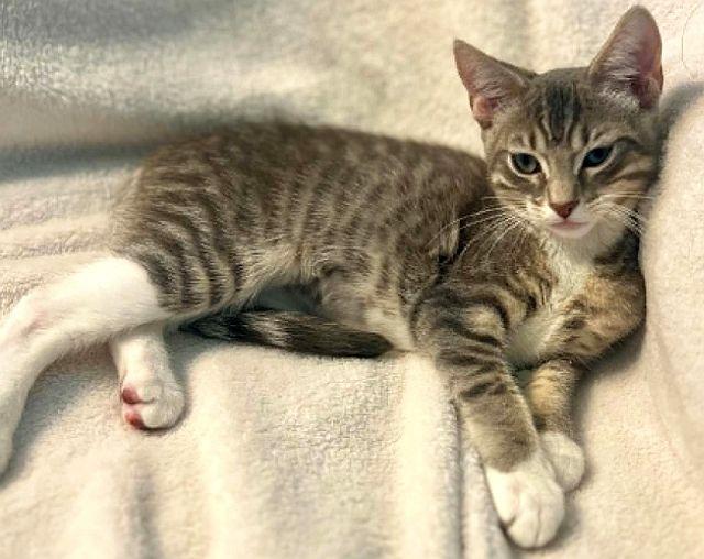 SASHA, Adoptable, Kitten Female Domestic Short Hair.