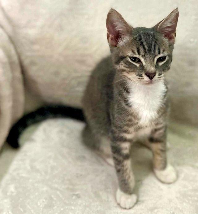 SASHA, a Adoptable Domestic Short Hair in Powder Springs, GA image 2/3