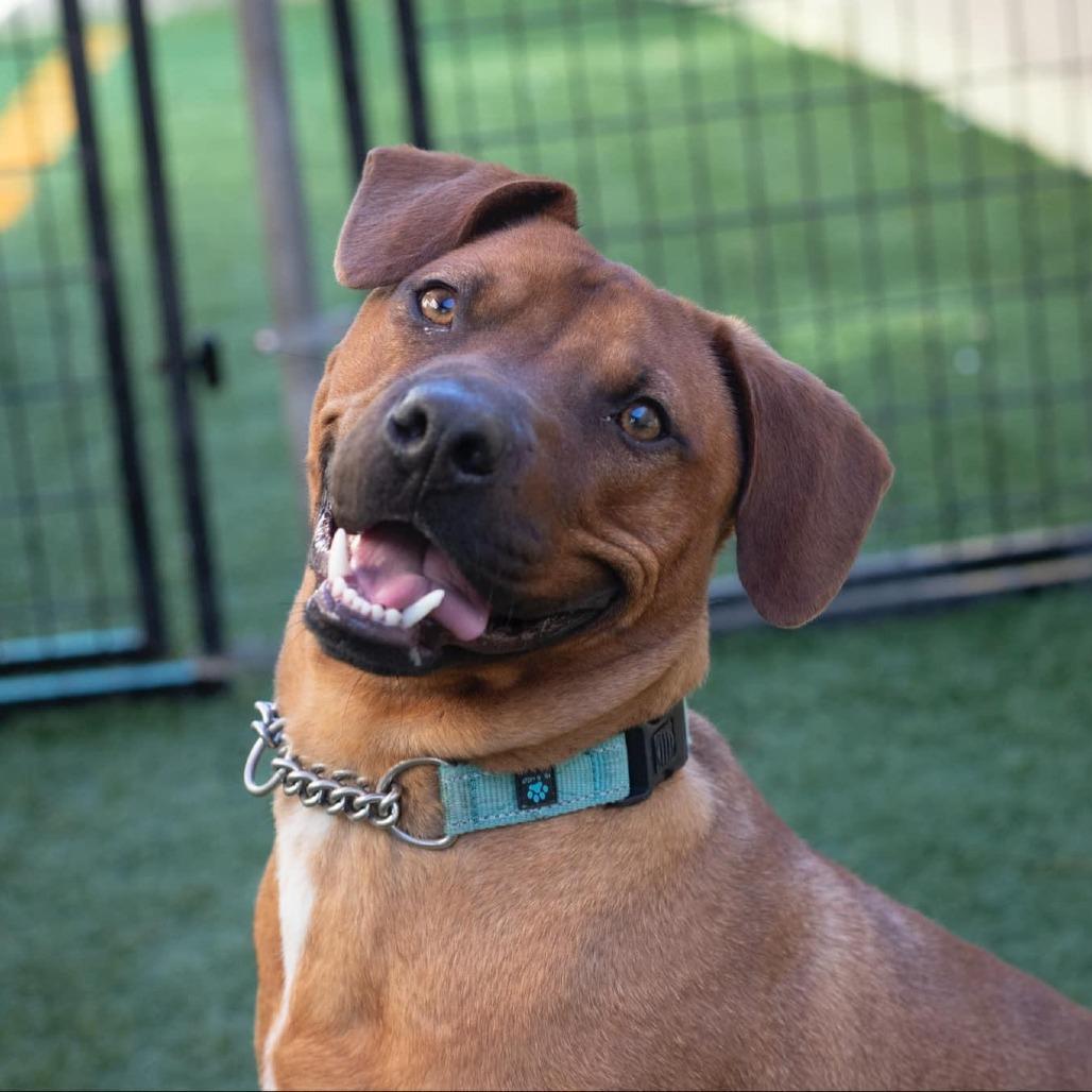Enlarge Tripp Von Lo-Ryder (Reduced Rover), a Adoptable mixed breed in New Orleans, LA image 1/6