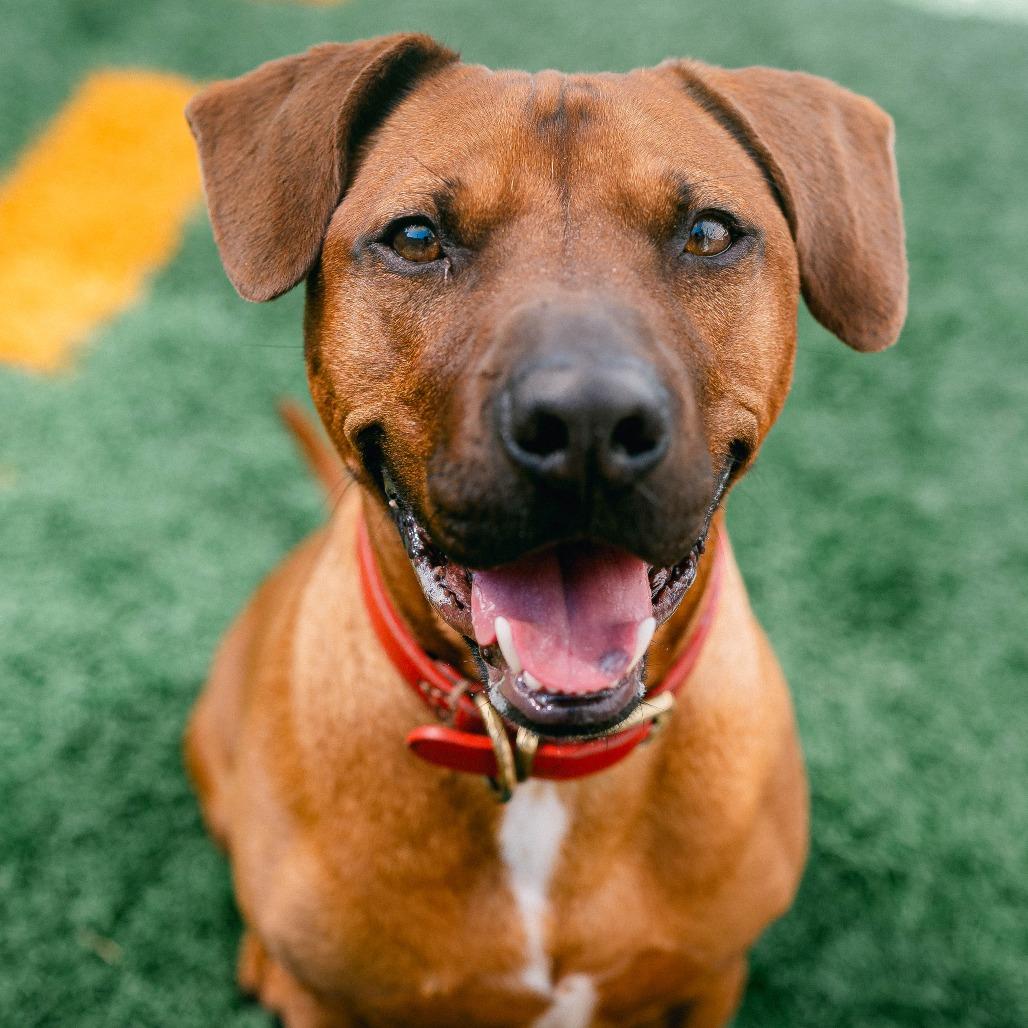Enlarge Tripp Von Lo-Ryder (Reduced Rover), a Adoptable mixed breed in New Orleans, LA image 2/6