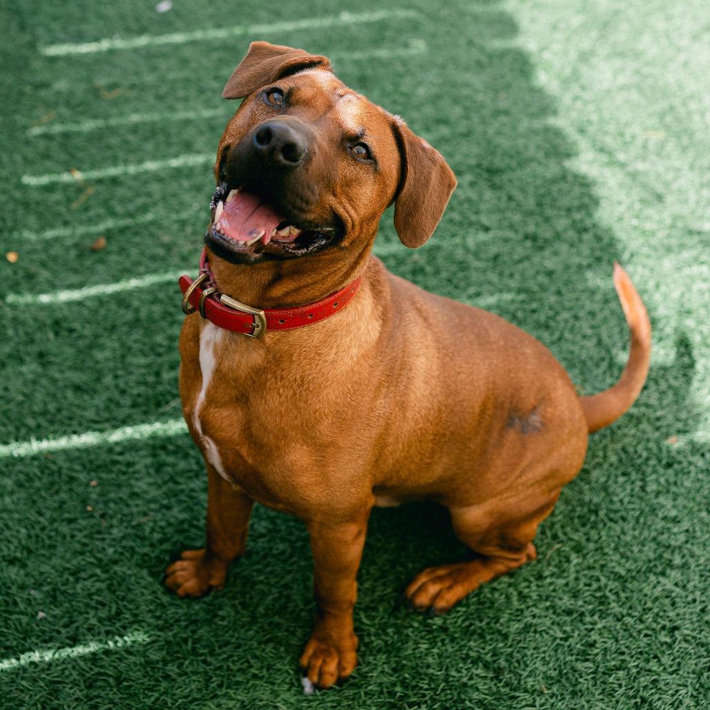 Enlarge Tripp Von Lo-Ryder (Reduced Rover), a Adoptable mixed breed in New Orleans, LA image 4/6
