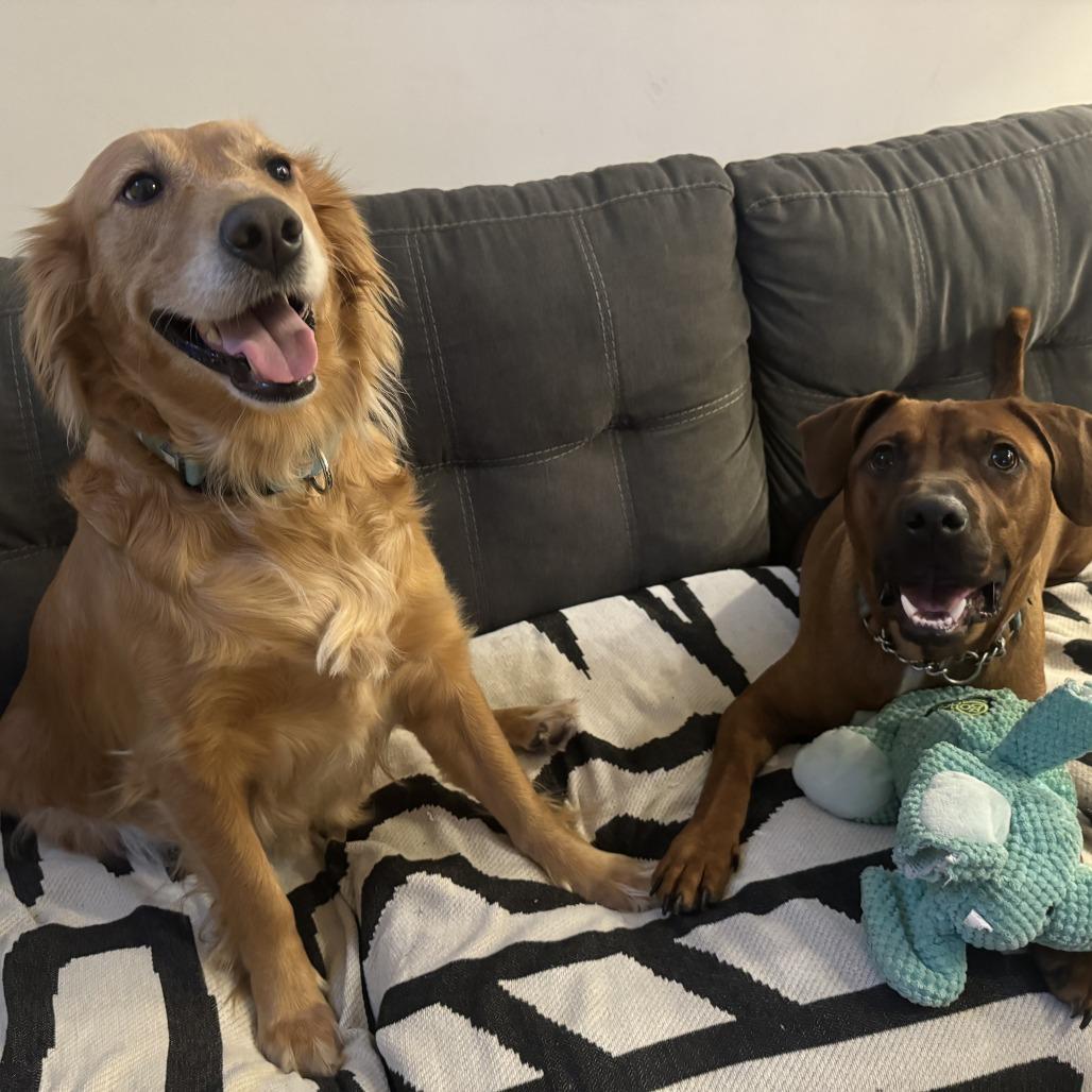 Tripp Von Lo-Ryder (Reduced Rover) — thumbnail 3