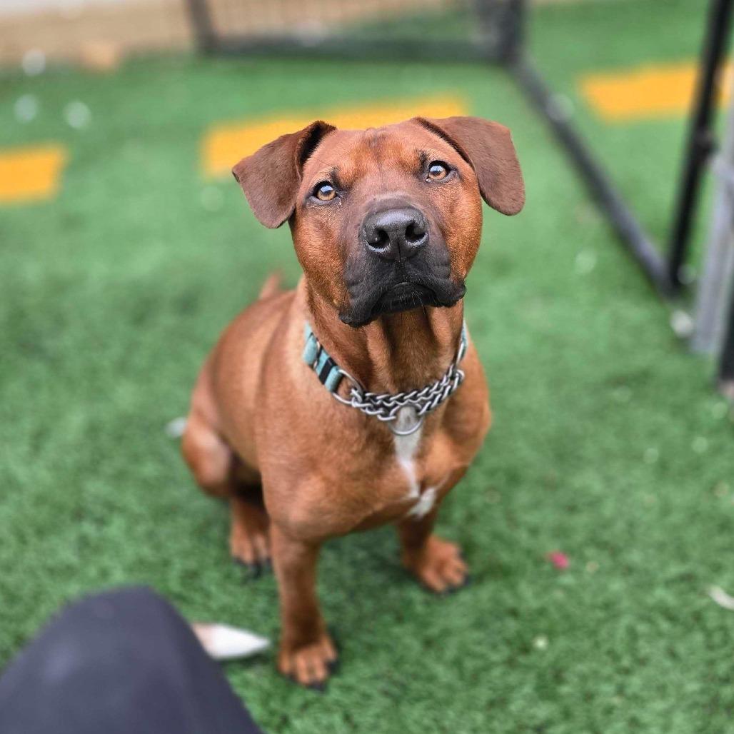 Enlarge Tripp Von Lo-Ryder (Reduced Rover), a Adoptable mixed breed in New Orleans, LA image 4/6