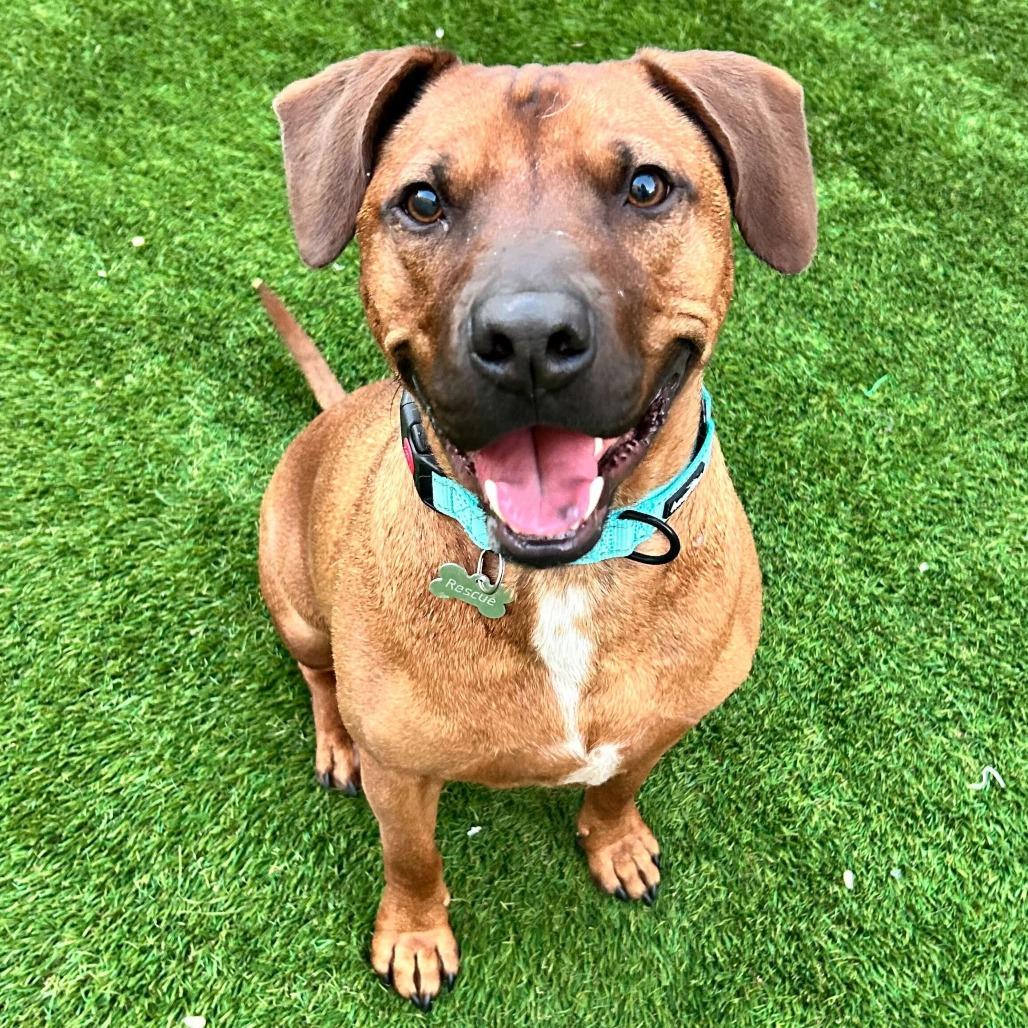 Enlarge Tripp Von Lo-Ryder (Reduced Rover), a Adoptable mixed breed in New Orleans, LA image 5/6