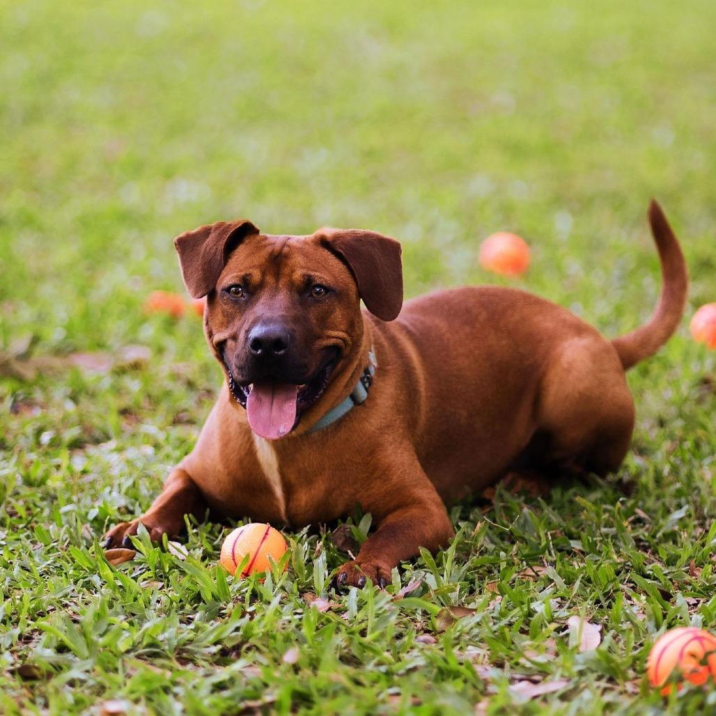 Enlarge Tripp Von Lo-Ryder (Reduced Rover), a Adoptable mixed breed in New Orleans, LA image 6/6