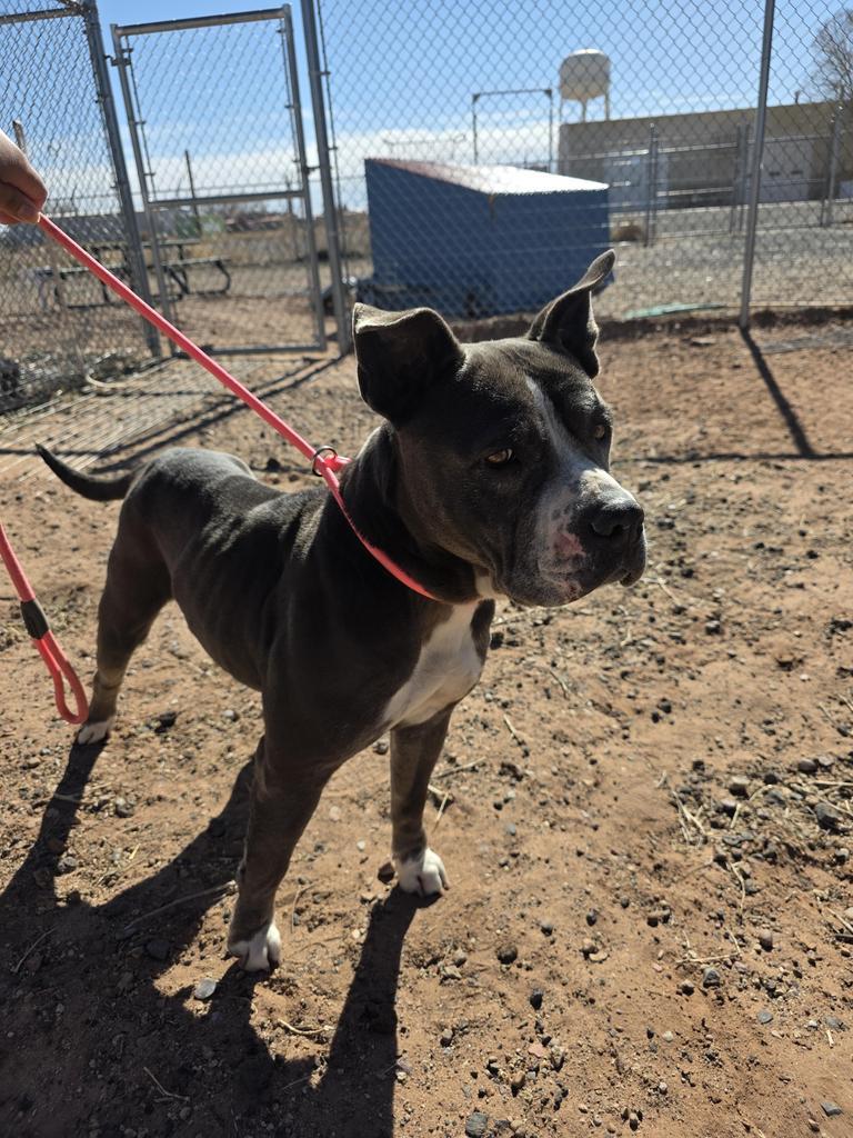 Enlarge Peggy, a Adoptable Pit Bull Terrier in Holbrook, AZ image 2/2