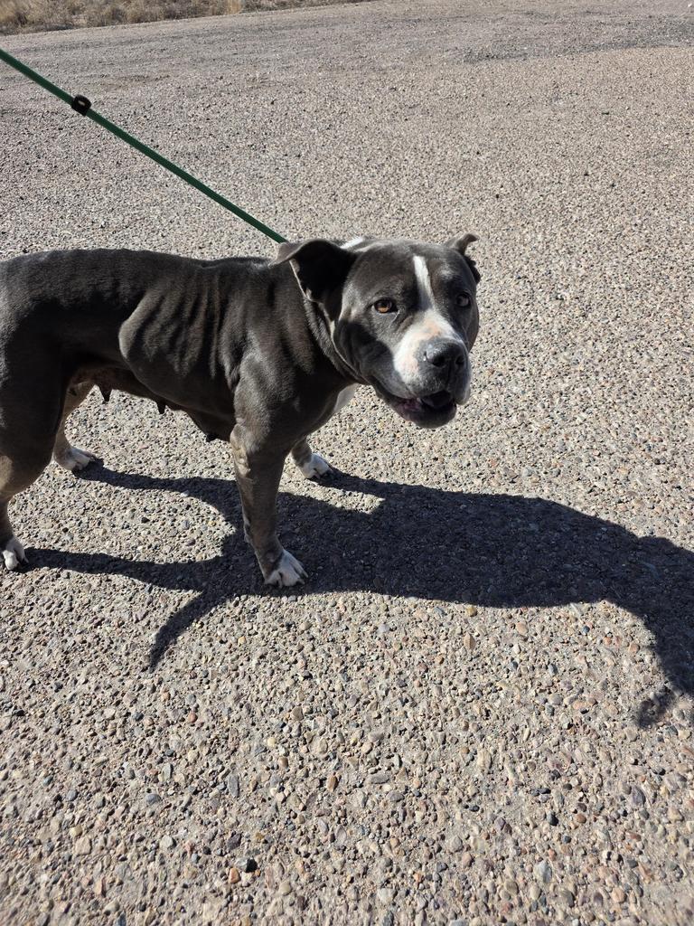 Enlarge Peggy, a Adoptable Pit Bull Terrier in Holbrook, AZ image 2/2