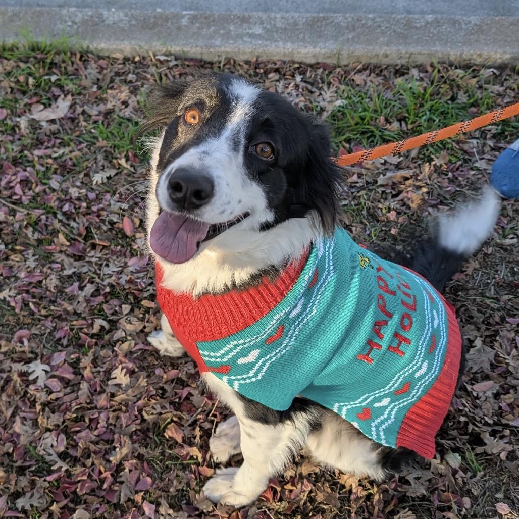 Enlarge Piper, a Adoptable Border Collie in Dublin, CA image 2/6