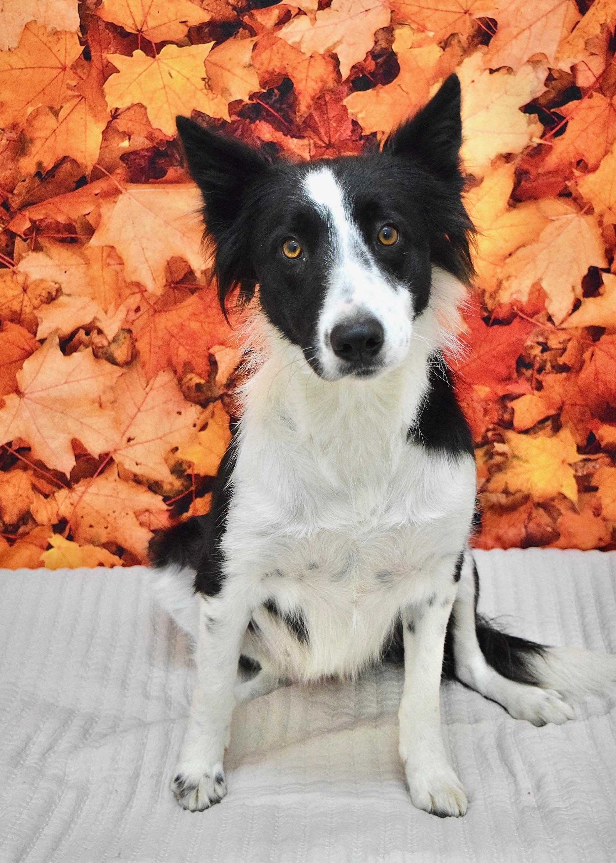 Piper, a Adoptable Border Collie image 2/4