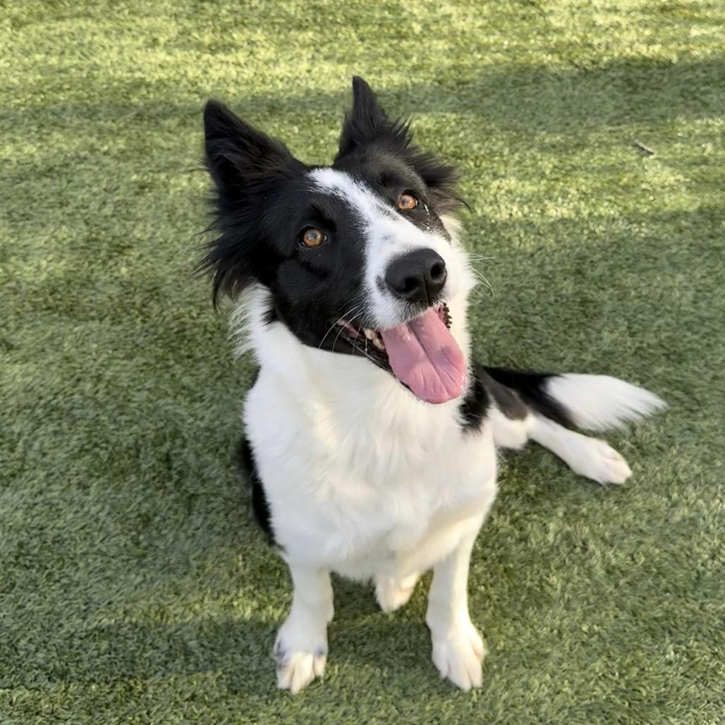 Enlarge Piper, a Adoptable Border Collie in Dublin, CA image 3/6