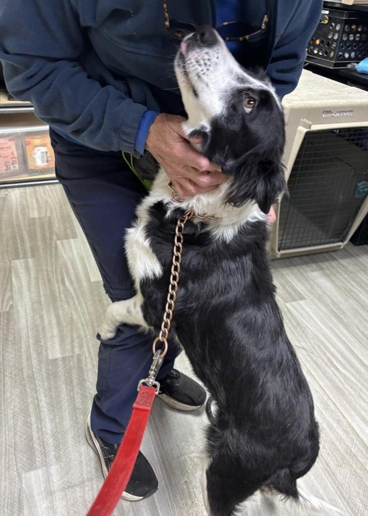 Enlarge Piper, a Adoptable Border Collie in Dublin, CA image 5/6