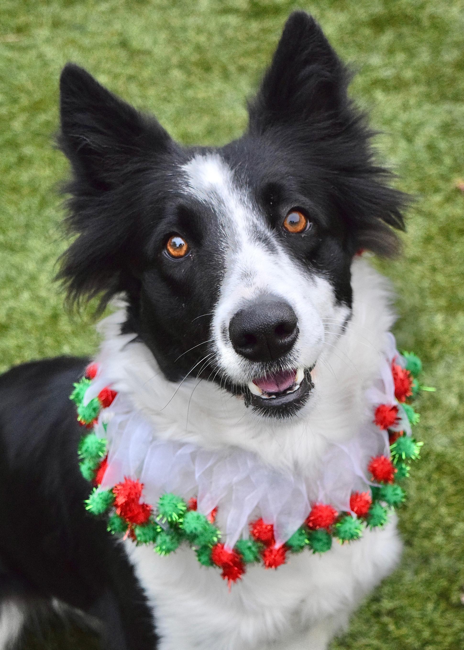 Enlarge Piper, a Adoptable Border Collie in Dublin, CA image 1/6