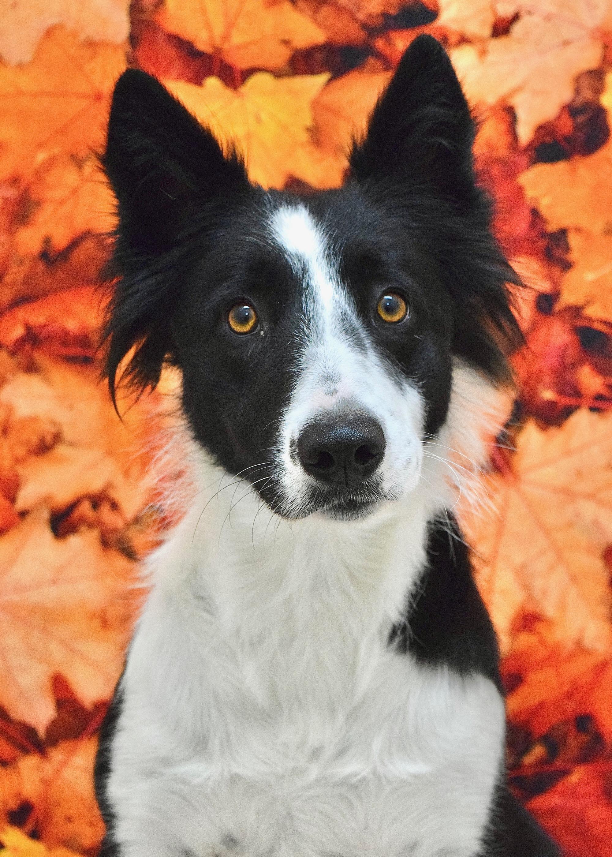 Piper, Adoptable, Young Female Border Collie.