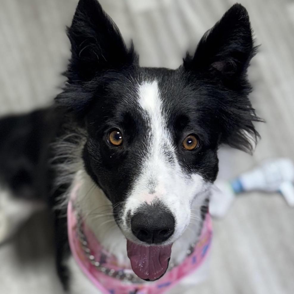 Piper, a Adoptable Border Collie image 3/4