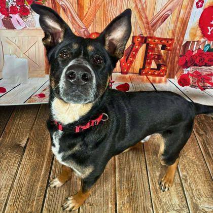 Enlarge Bigfoot, a Adoptable mixed breed in Gastonia, NC image 1/1